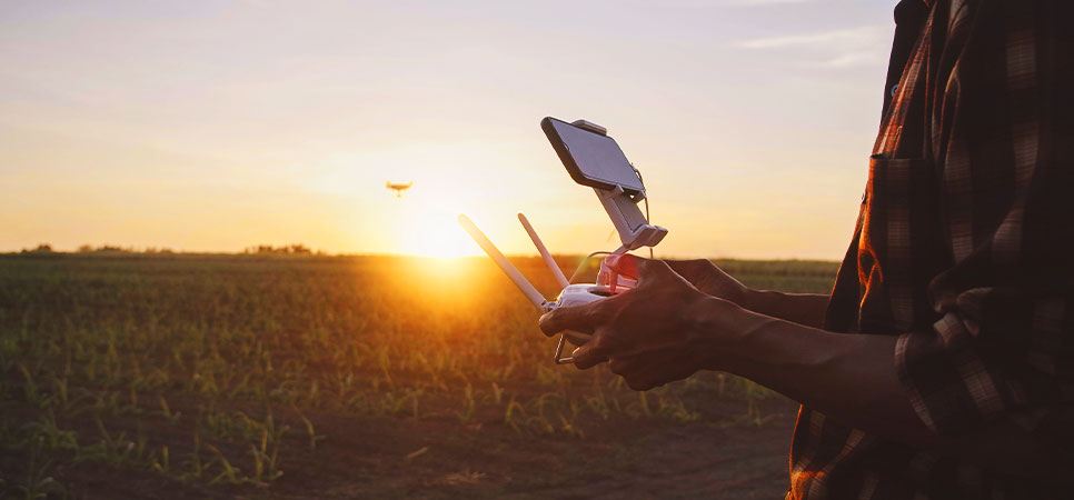 Pessoa operando drone sobre plantação, representando monitoramento agrícola e detecção de pragas