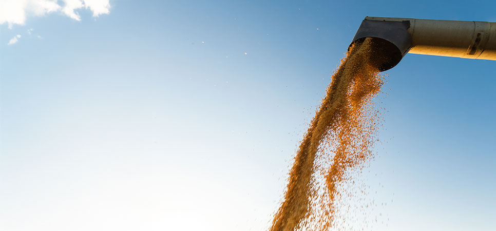 Grãos sendo descarregados por tubo de colheitadeira, representando aumento da produtividade agrícola com análise de dados