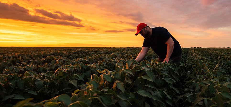 Agricultor inspecionando lavoura de soja, ilustrando práticas sustentáveis de manejo agrícola