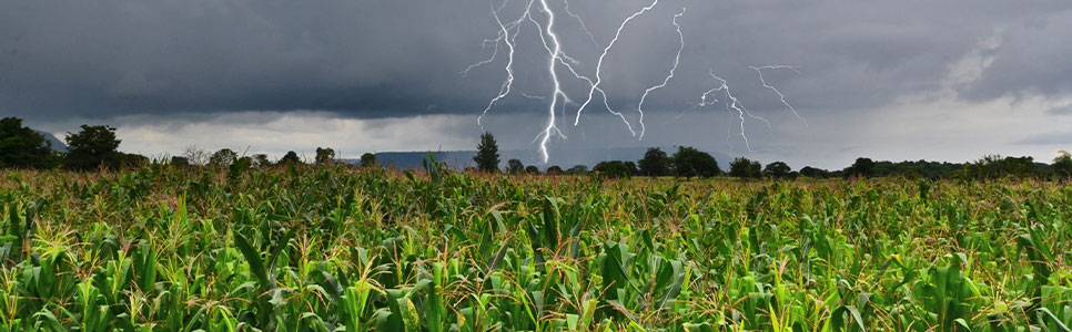 Impacto dos fatores climáticos no controle de pragas nas culturas de soja e milho, destacando a importância do monitoramento agrícola