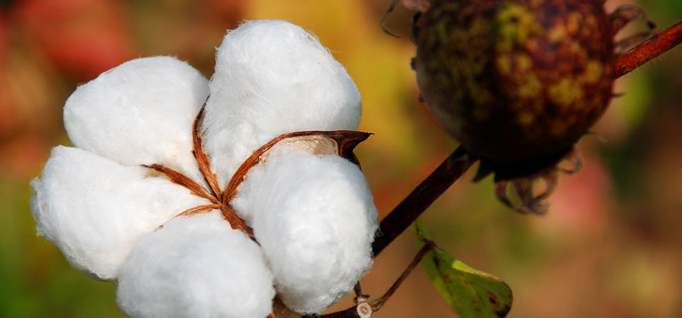 Produtor agrícola analisa dados de rendimento do algodão por hectare usando indicadores de produtividade